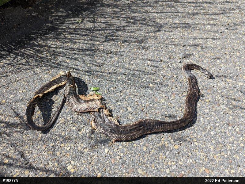 Eastern Ratsnake