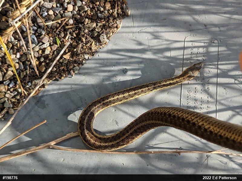 Eastern Gartersnake