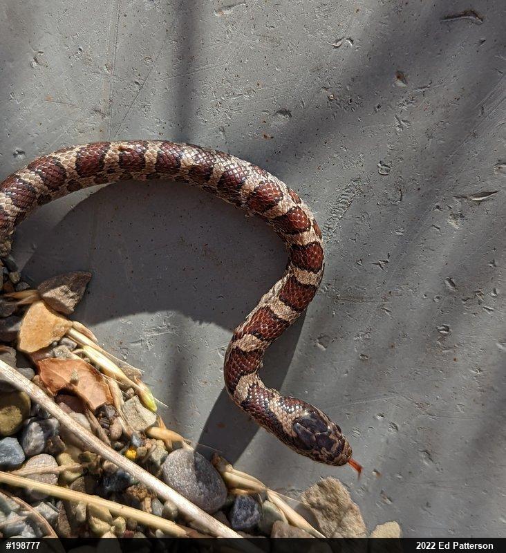 Eastern Milksnake