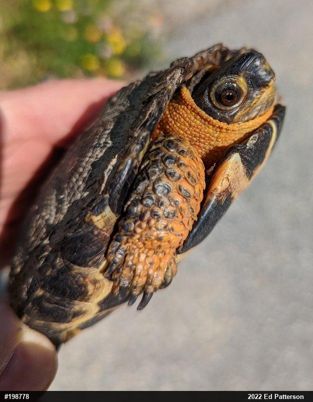 Wood Turtle
