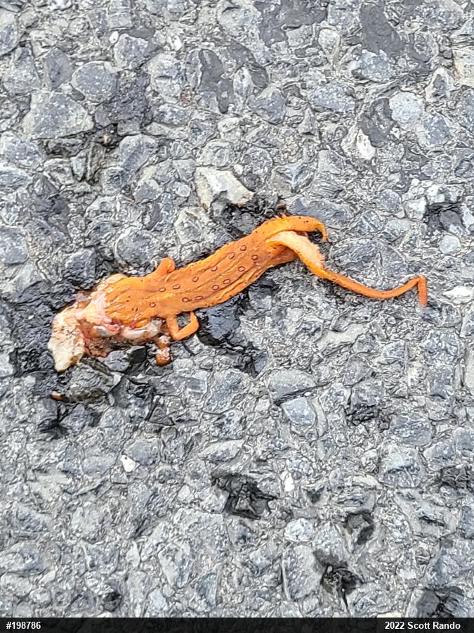 Red-spotted Newt