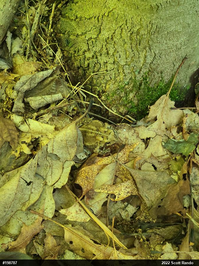 Eastern American Toad