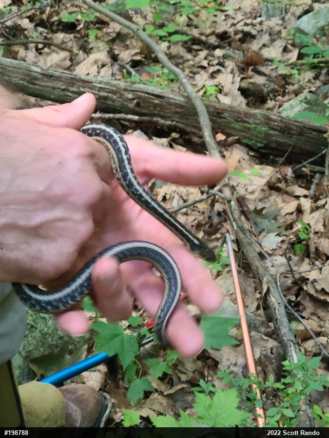 Eastern Gartersnake
