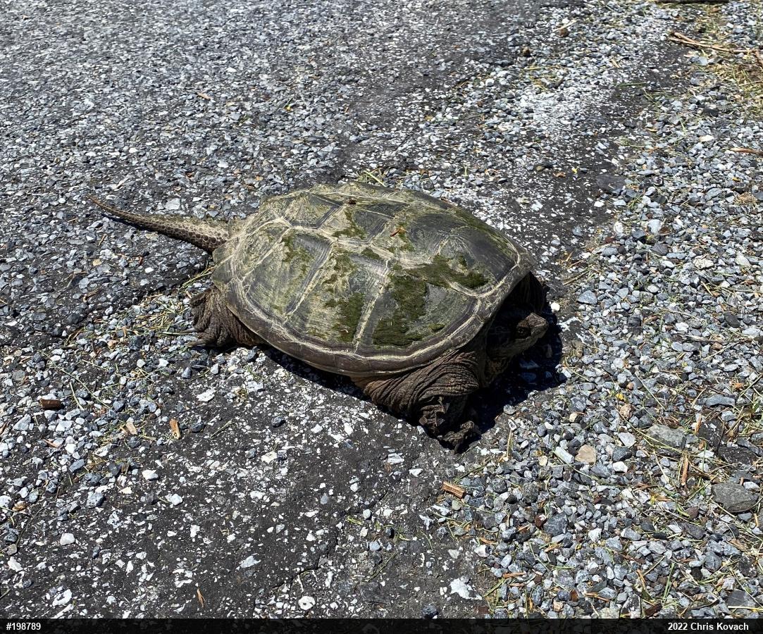 Snapping Turtle