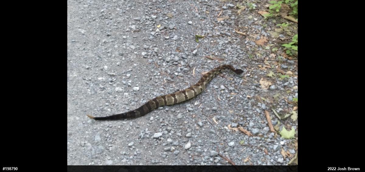 Timber Rattlesnake