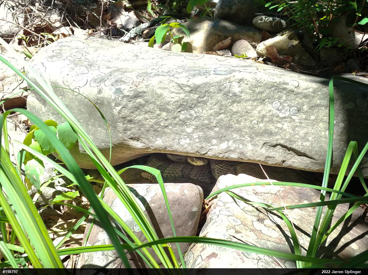Timber Rattlesnake