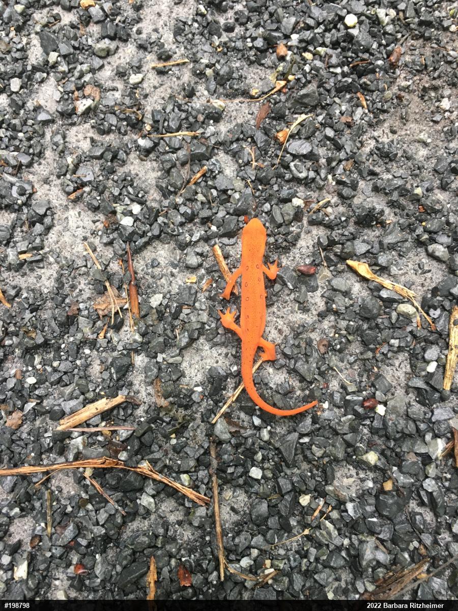 Red-spotted Newt