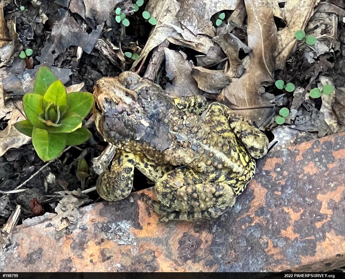 Eastern American Toad