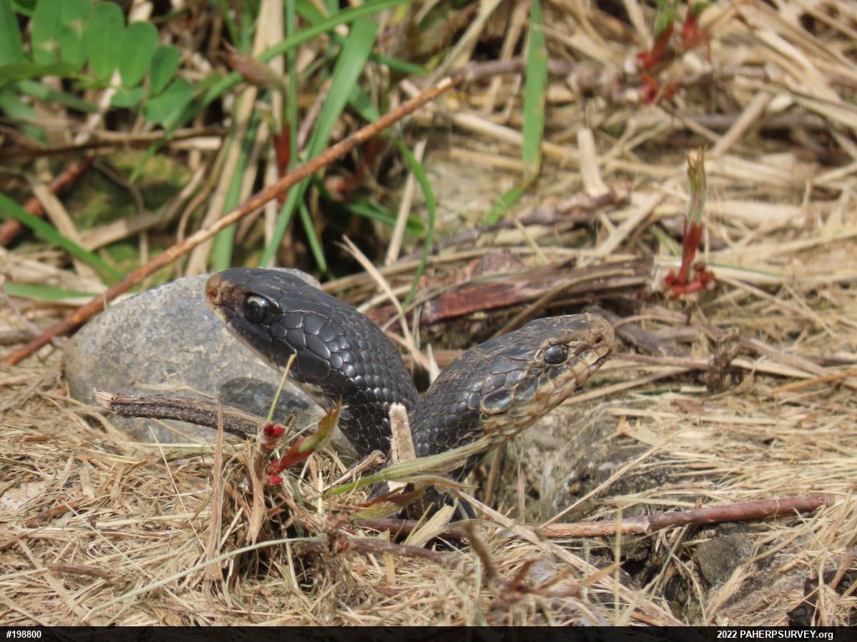 Northern Black Racer
