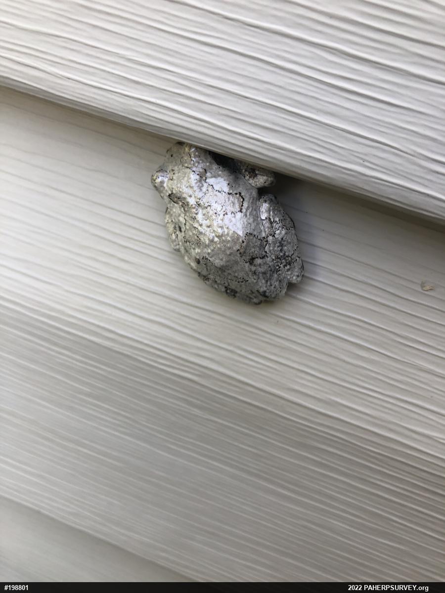 Unknown Gray Treefrog