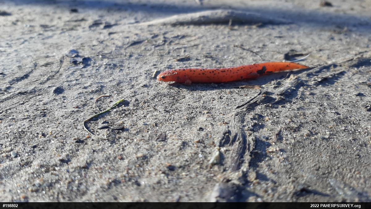 Northern Red Salamander