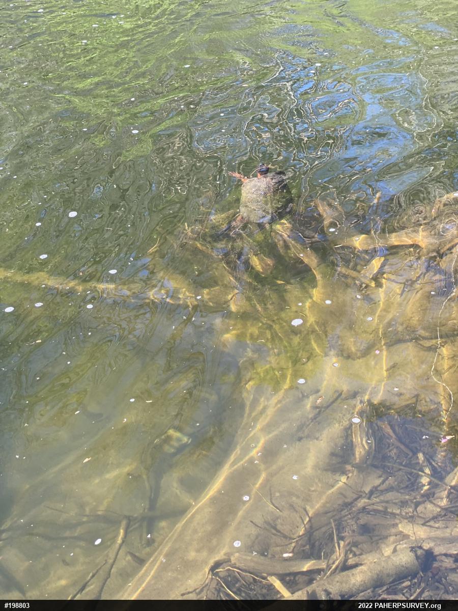 Wood Turtle