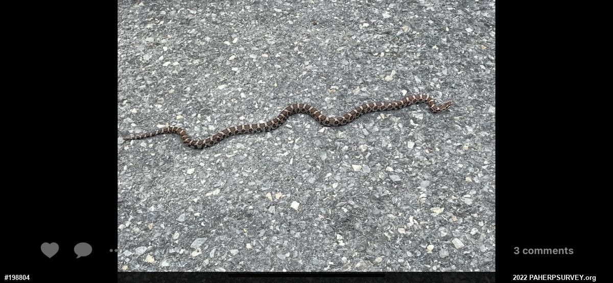 Eastern Milksnake