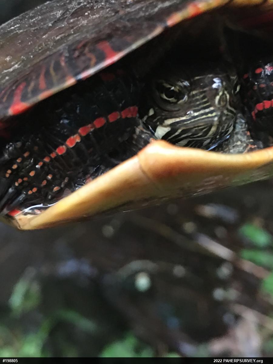 Painted Turtle