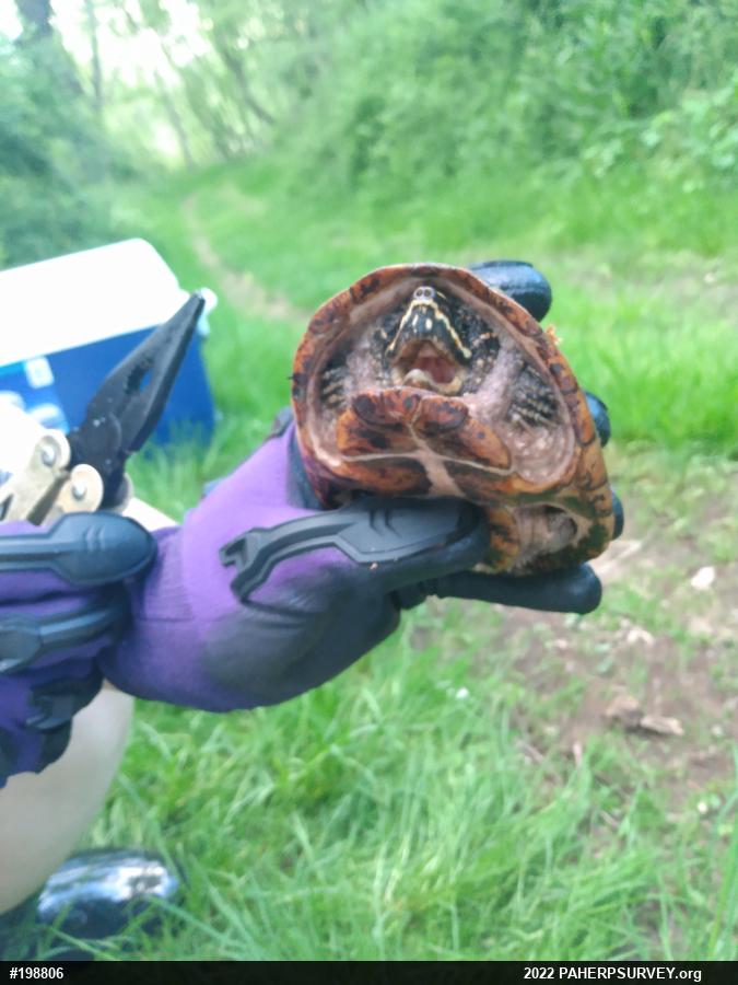 Eastern Musk Turtle