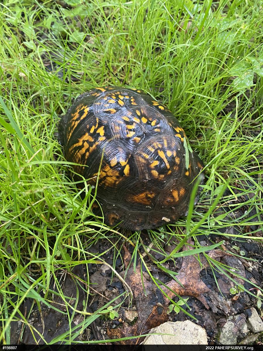 Eastern Box Turtle