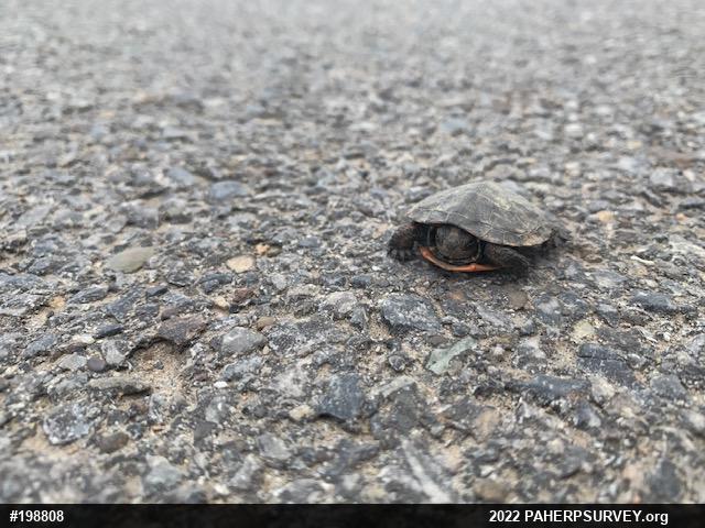 Painted Turtle