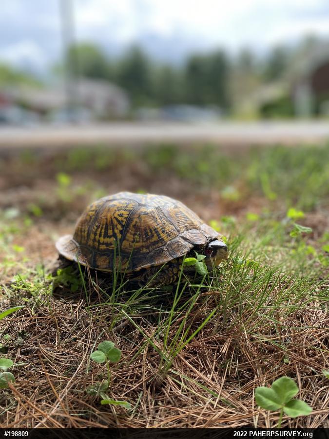 Eastern Box Turtle