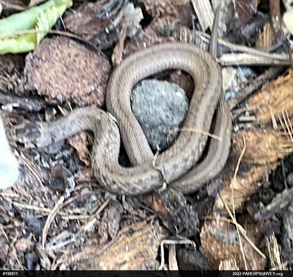 Dekay's Brownsnake