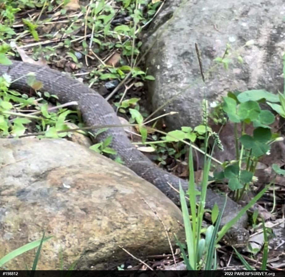 Northern Watersnake