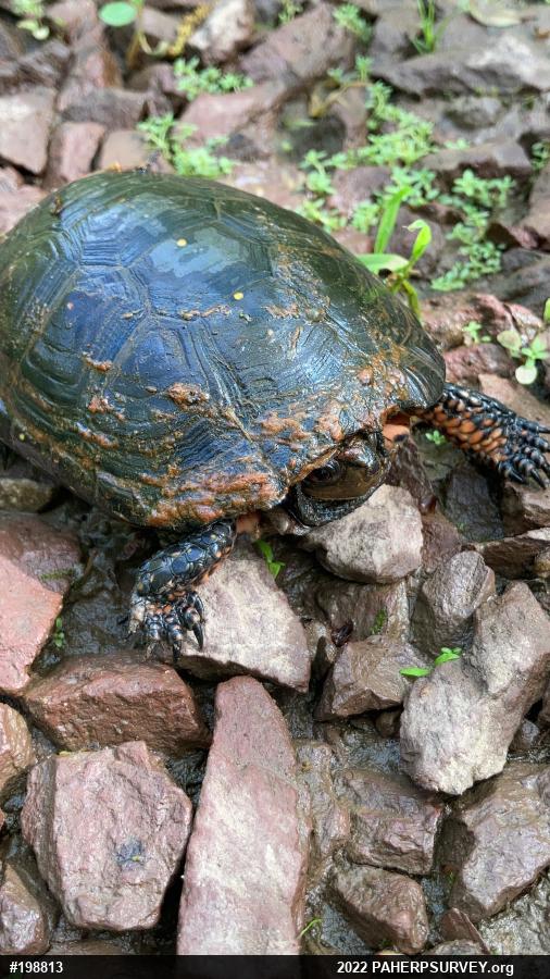 Spotted Turtle
