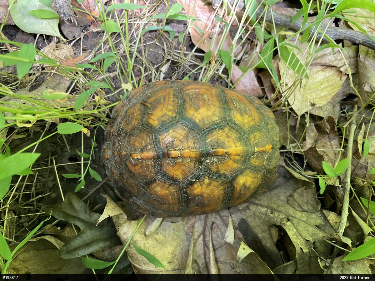 Eastern Box Turtle