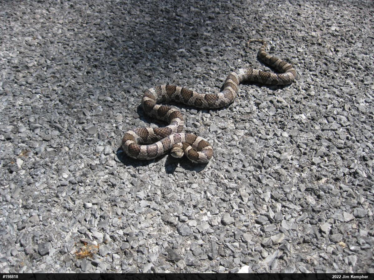 Eastern Milksnake