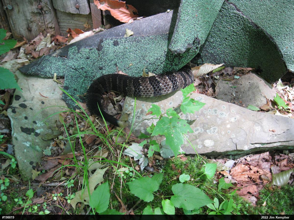 Timber Rattlesnake