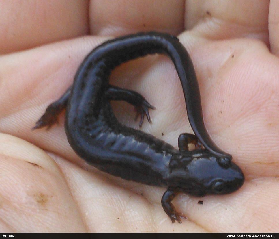 Northern Dusky Salamander