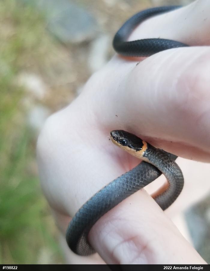 Northern Ring-necked Snake