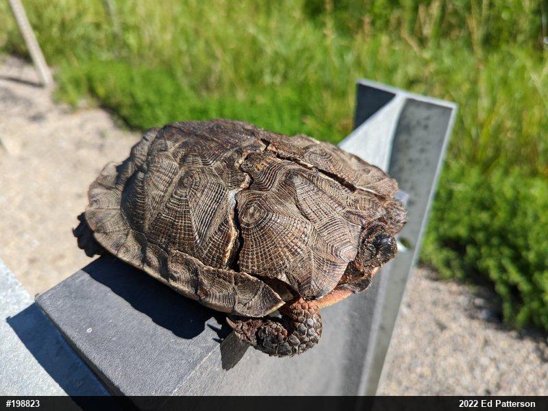 Wood Turtle