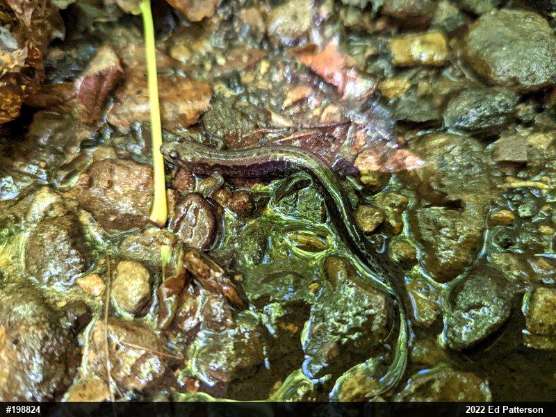 Allegheny Mountain Dusky Salamander