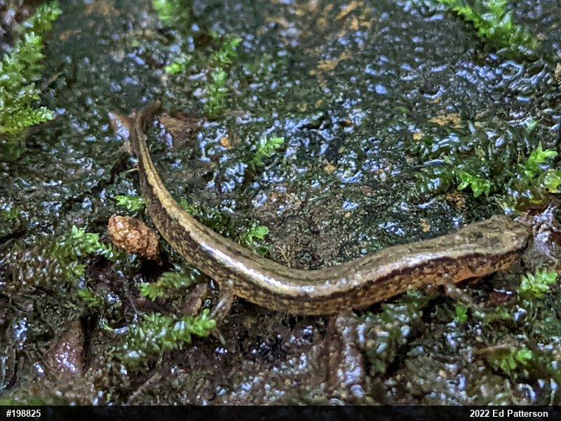 Northern Two-lined Salamander