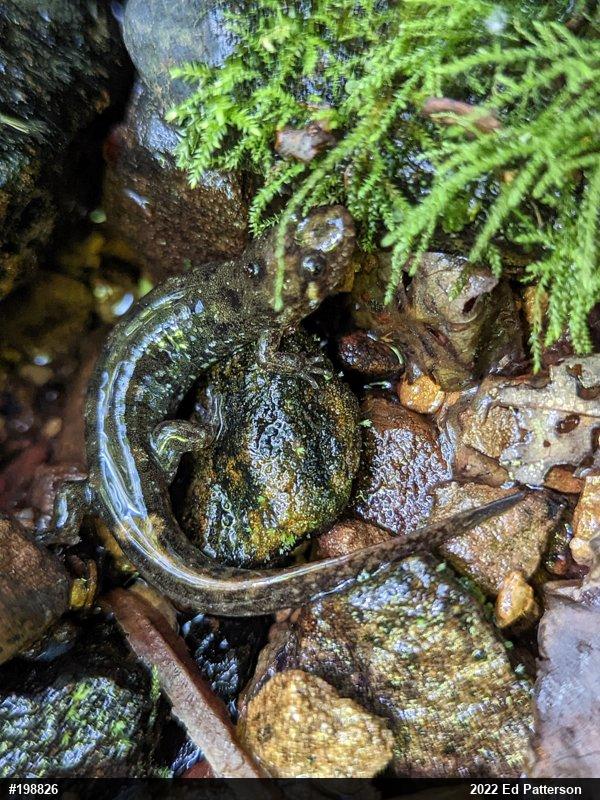 Seal Salamander