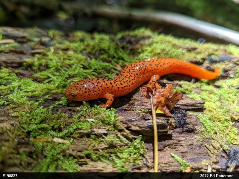 Northern Red Salamander