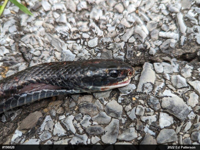 Northern Black Racer