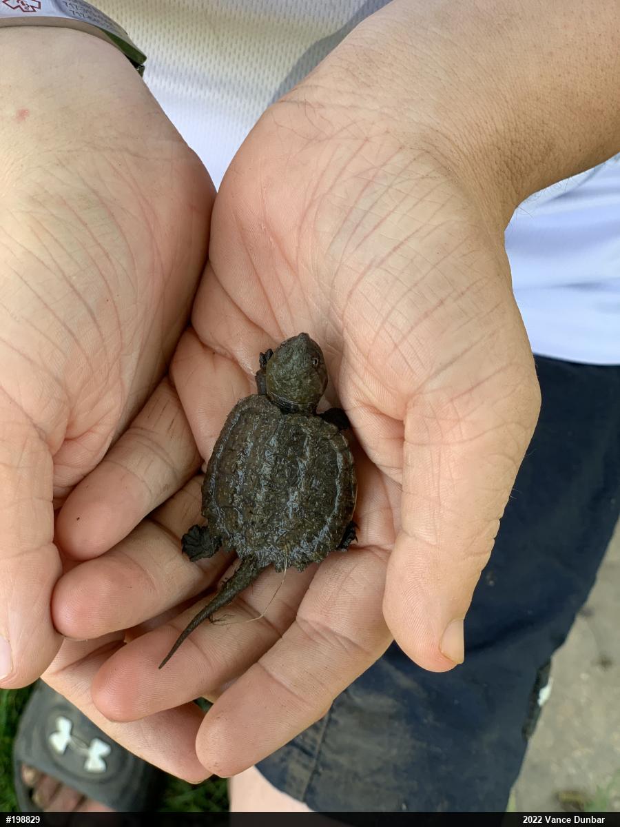 Snapping Turtle