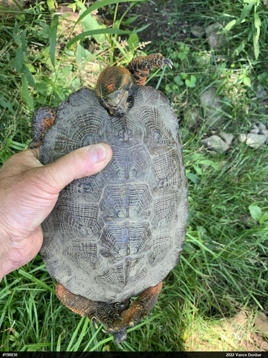 Wood Turtle