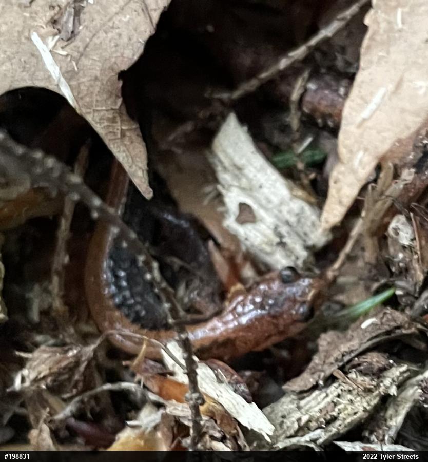 Eastern Red-backed  Salamander