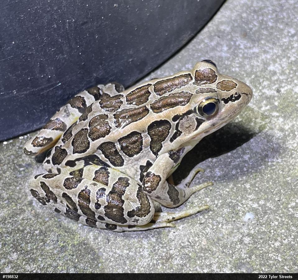Pickerel Frog