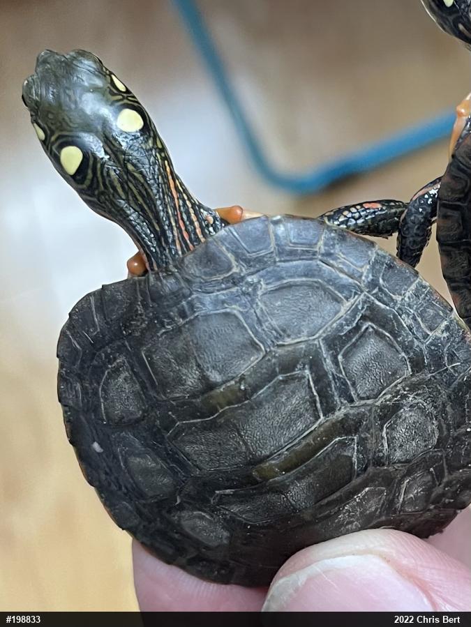 Painted Turtle