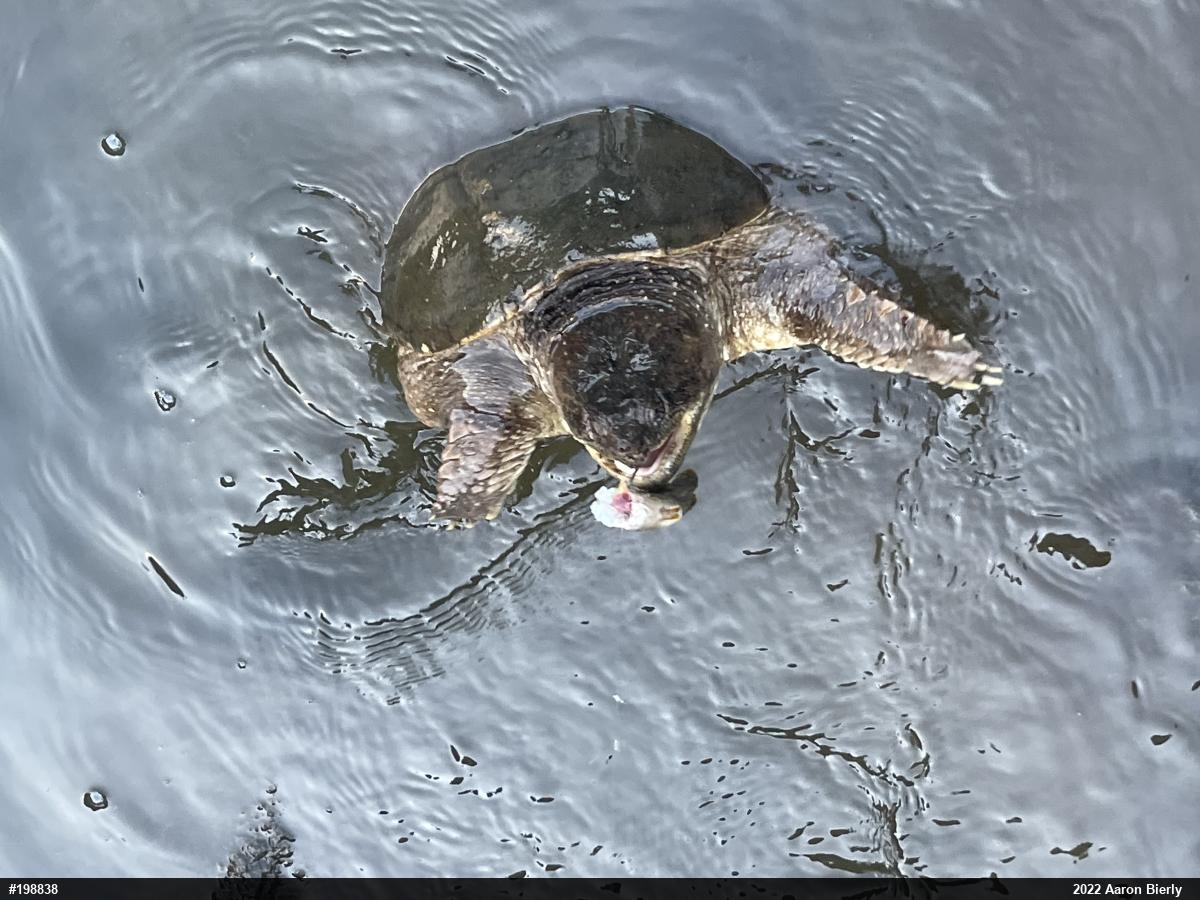 Snapping Turtle