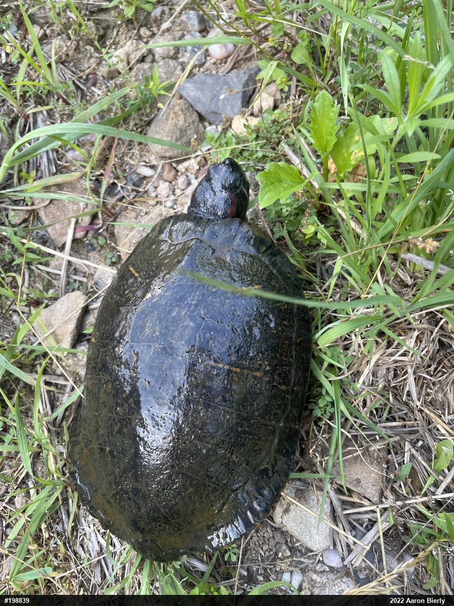 Red-eared Slider