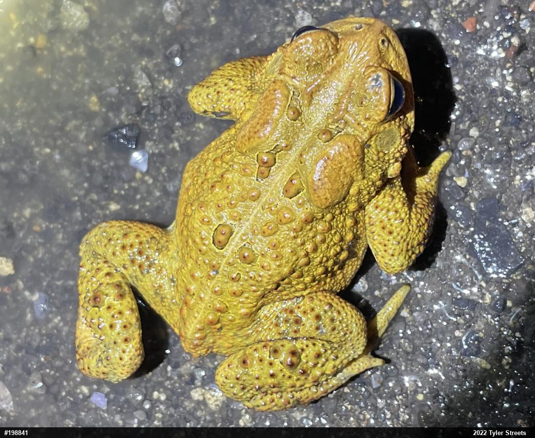 Eastern American Toad