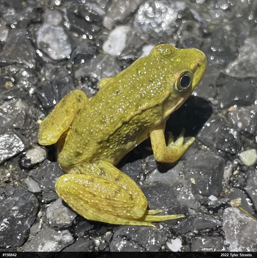 Green Frog