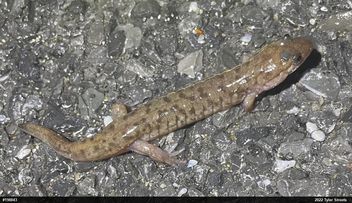 Seal Salamander