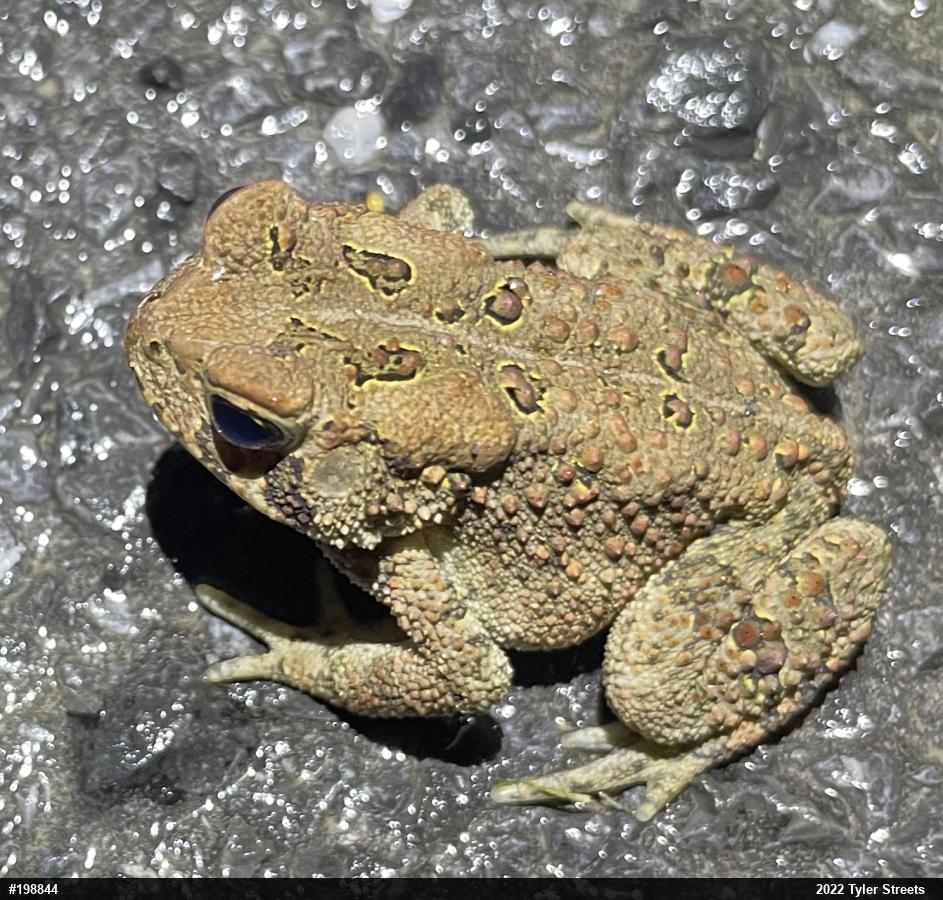 Eastern American Toad