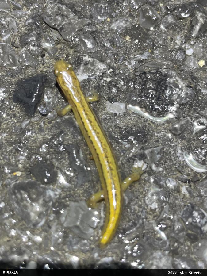 Northern Two-lined Salamander