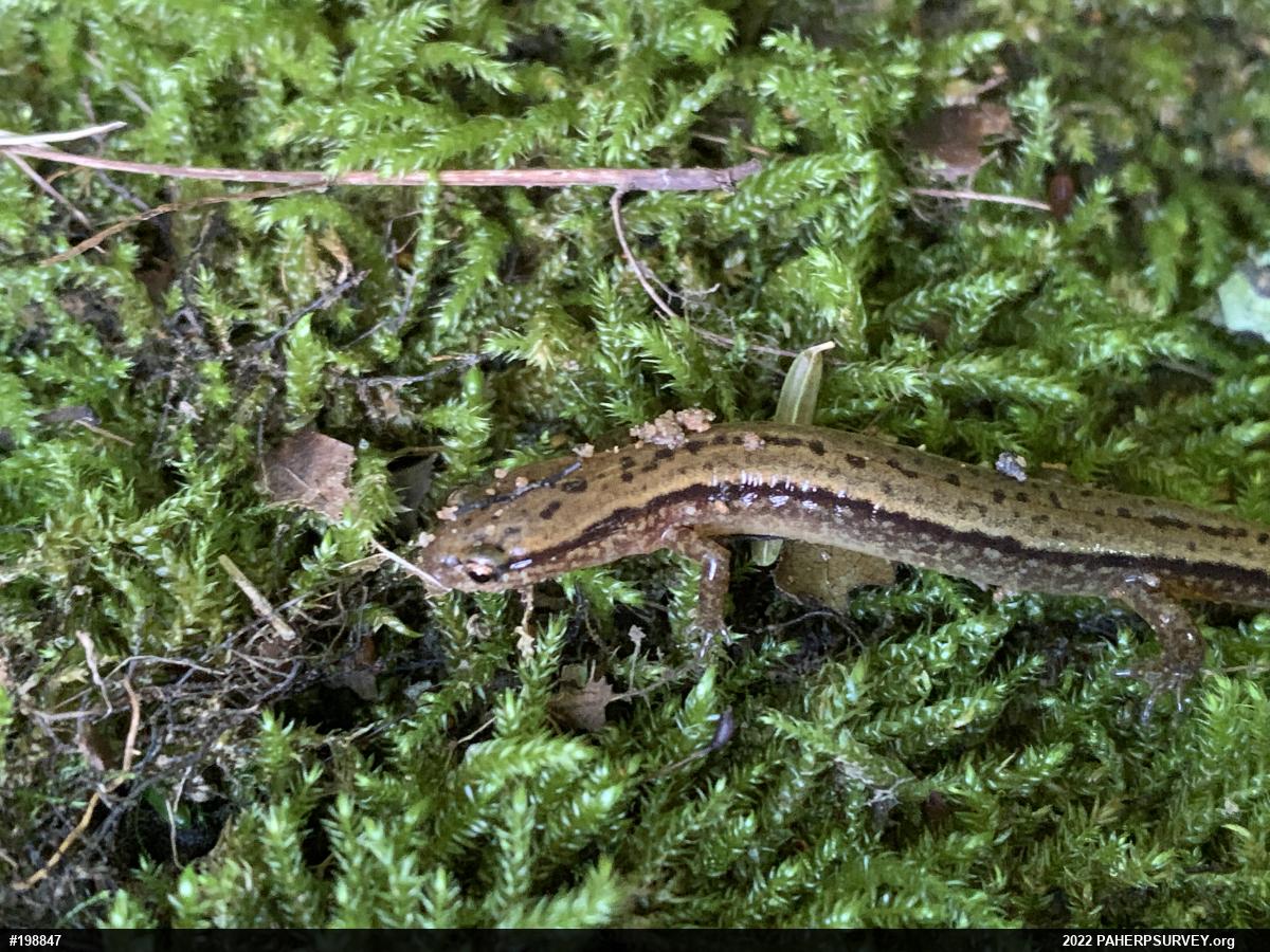 Northern Two-lined Salamander