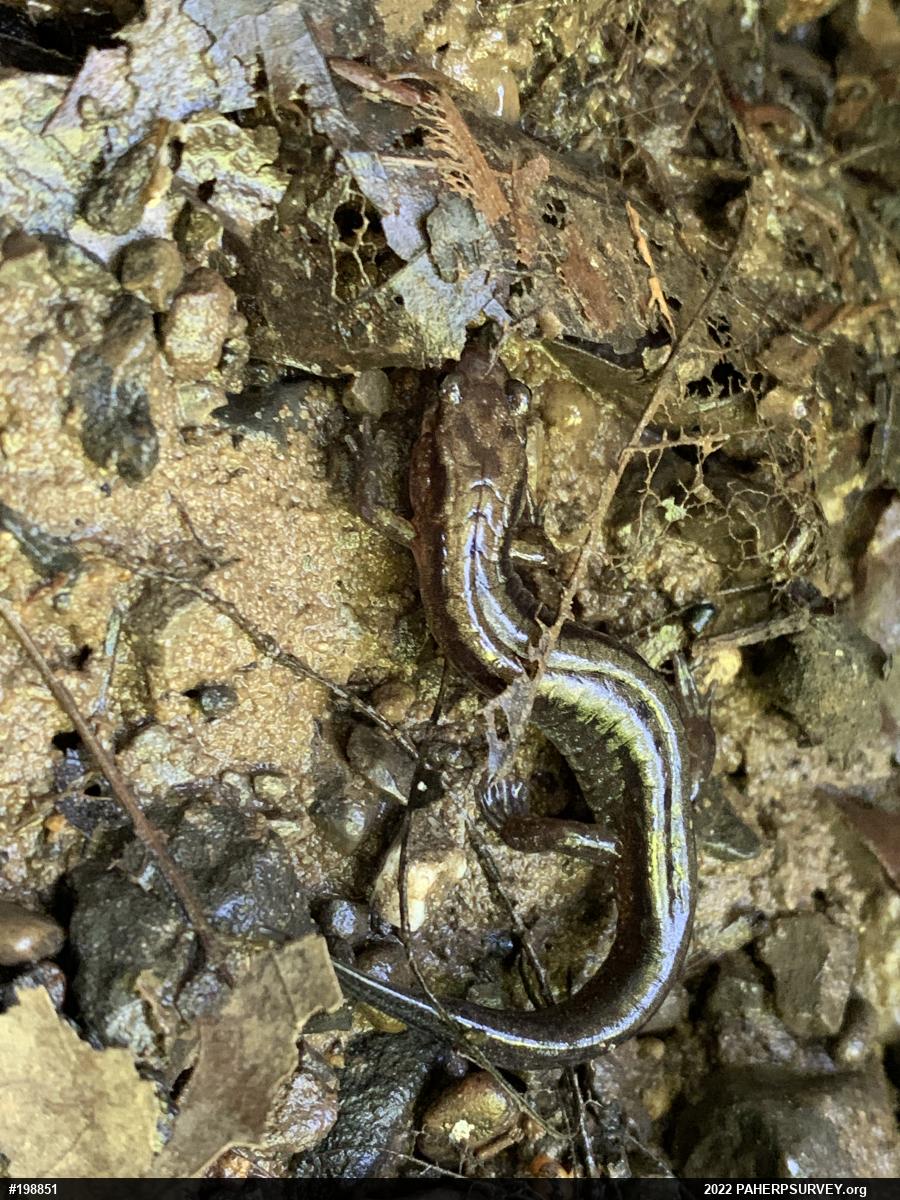 Allegheny Mountain Dusky Salamander